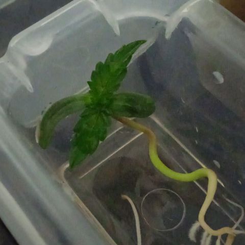 Genética desconocida growlog timeline photo