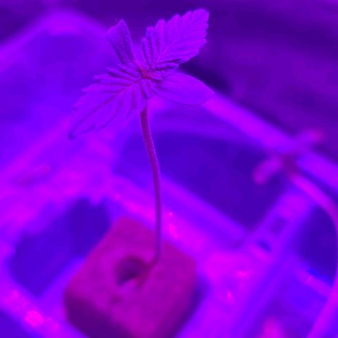 Genética desconocida growlog timeline photo