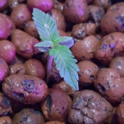 Genética desconocida growlog timeline photo