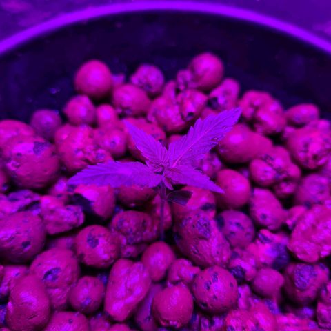Genética desconocida growlog timeline photo