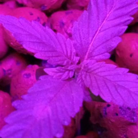 Genética desconocida growlog timeline photo