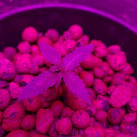Genética desconocida growlog timeline photo