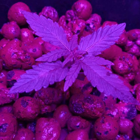 Genética desconocida growlog timeline photo