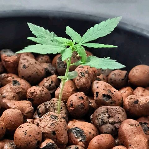 Genética desconocida growlog timeline photo