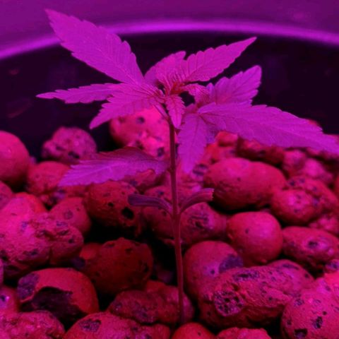 Genética desconocida growlog timeline photo