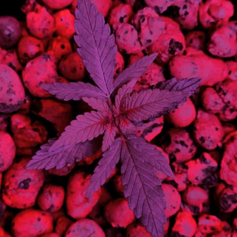 Genética desconocida growlog timeline photo