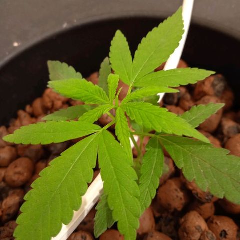Genética desconocida growlog timeline photo