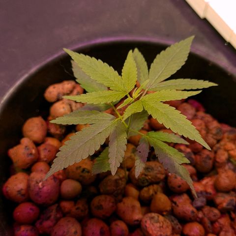 Genética desconocida growlog timeline photo