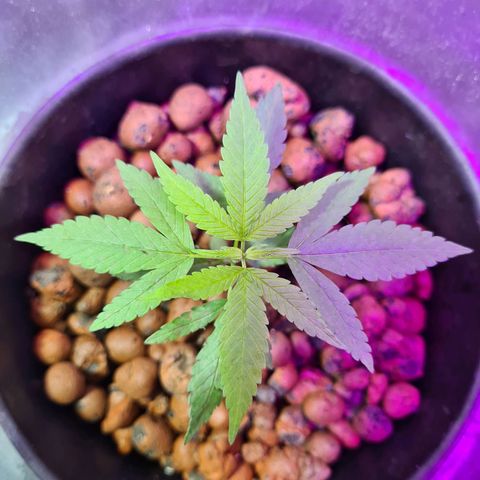Genética desconocida growlog timeline photo