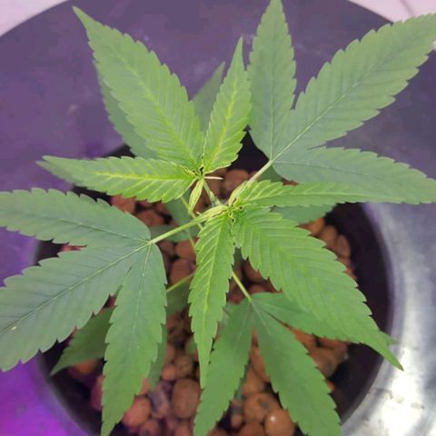 Genética desconocida growlog timeline photo