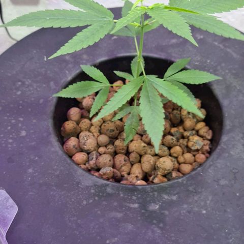 Genética desconocida growlog timeline photo