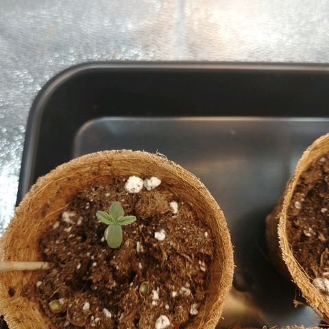 Amnesia Haze Automatic growlog timeline photo