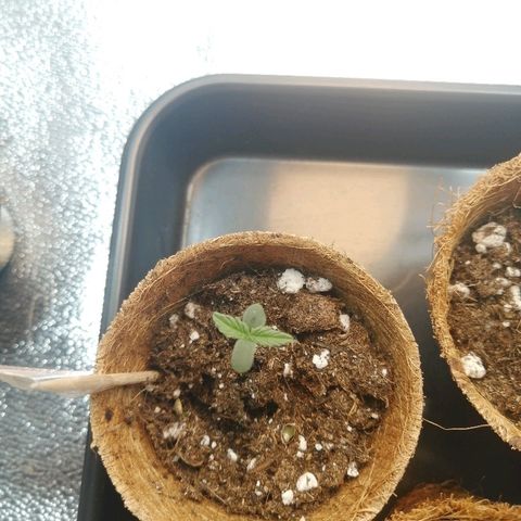 Amnesia Haze Automatic growlog timeline photo