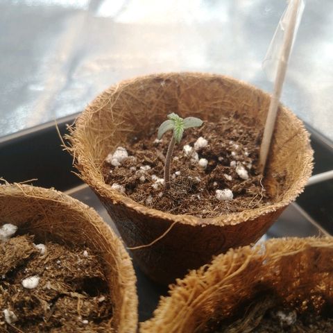 Royal Dwarf growlog timeline photo