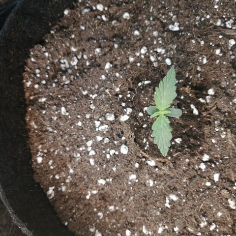 Royal Dwarf growlog timeline photo