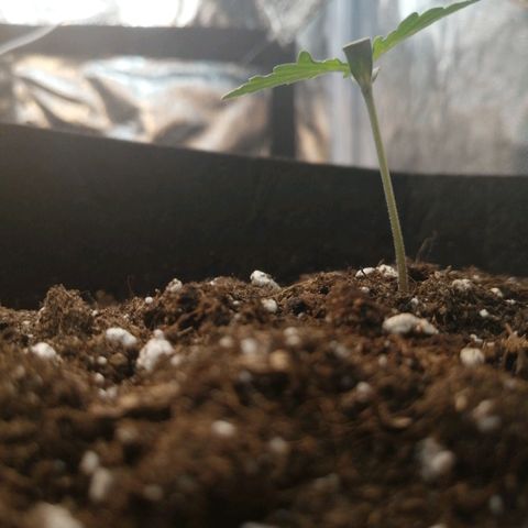 Royal Dwarf growlog timeline photo