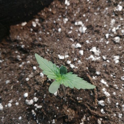 Bubble Kush Automatic growlog timeline photo