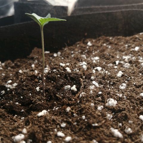 Bubble Kush Automatic growlog timeline photo