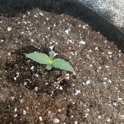 Amnesia Haze Automatic growlog timeline photo
