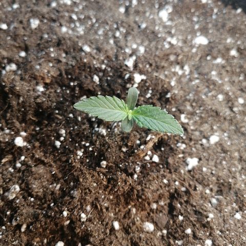 Amnesia Haze Automatic growlog timeline photo