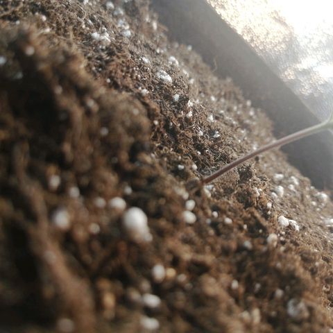 Amnesia Haze Automatic growlog timeline photo