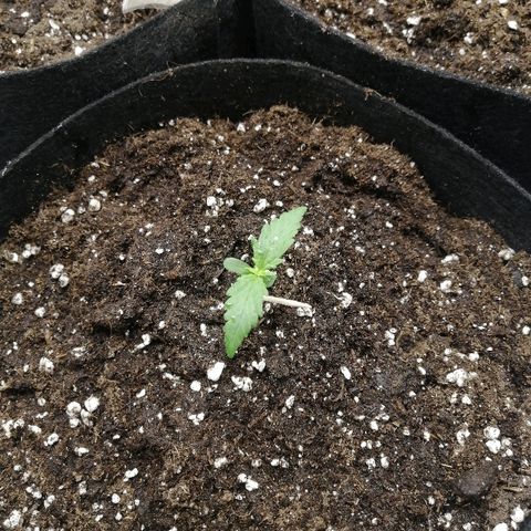 Bubble Kush Automatic growlog timeline photo