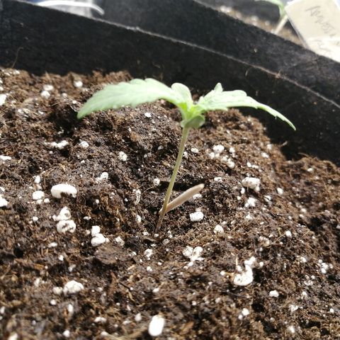Bubble Kush Automatic growlog timeline photo
