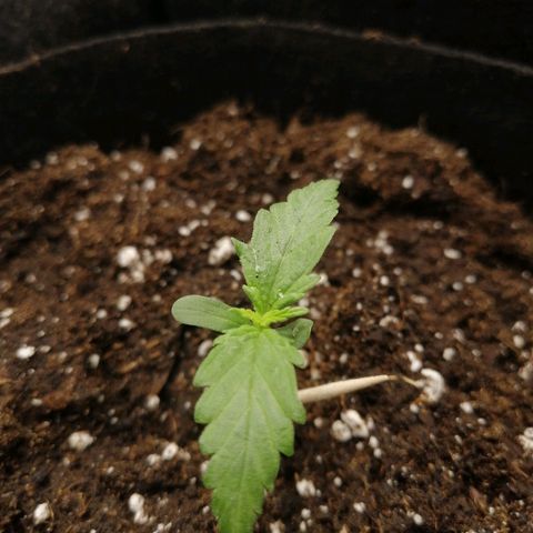 Bubble Kush Automatic growlog timeline photo