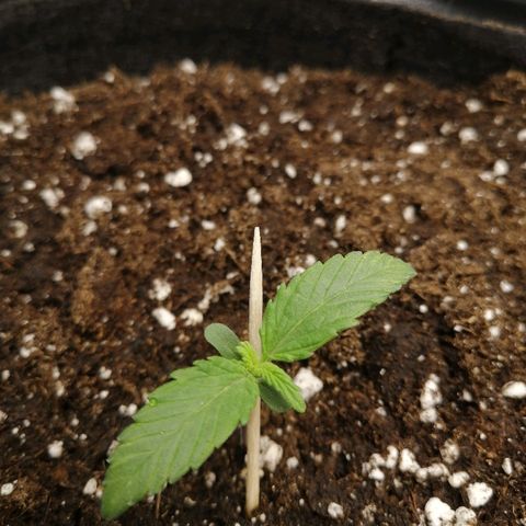 Amnesia Haze Automatic growlog timeline photo