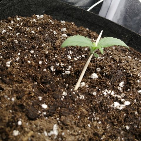 Amnesia Haze Automatic growlog timeline photo