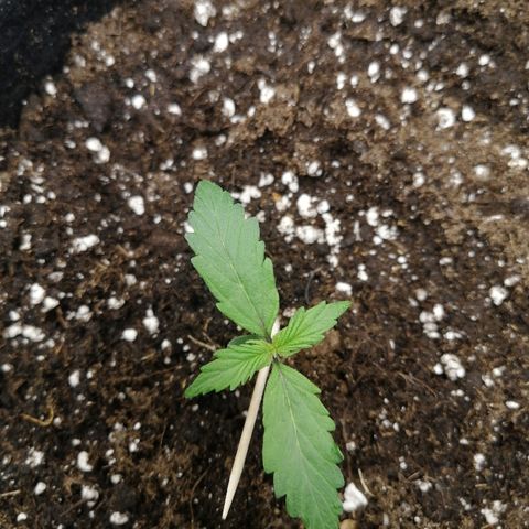Royal Dwarf growlog timeline photo
