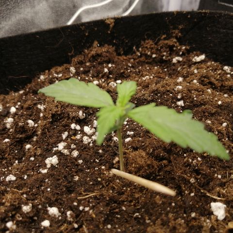 Royal Dwarf growlog timeline photo