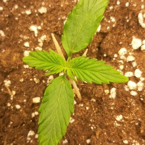 Amnesia Haze Automatic growlog timeline photo