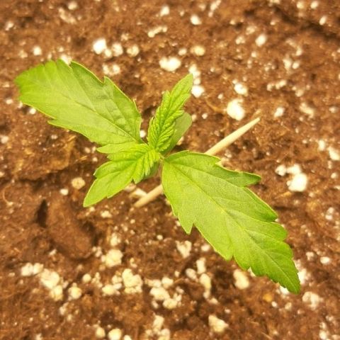 Bubble Kush Automatic growlog timeline photo