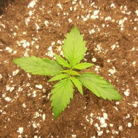 Royal Dwarf growlog timeline photo