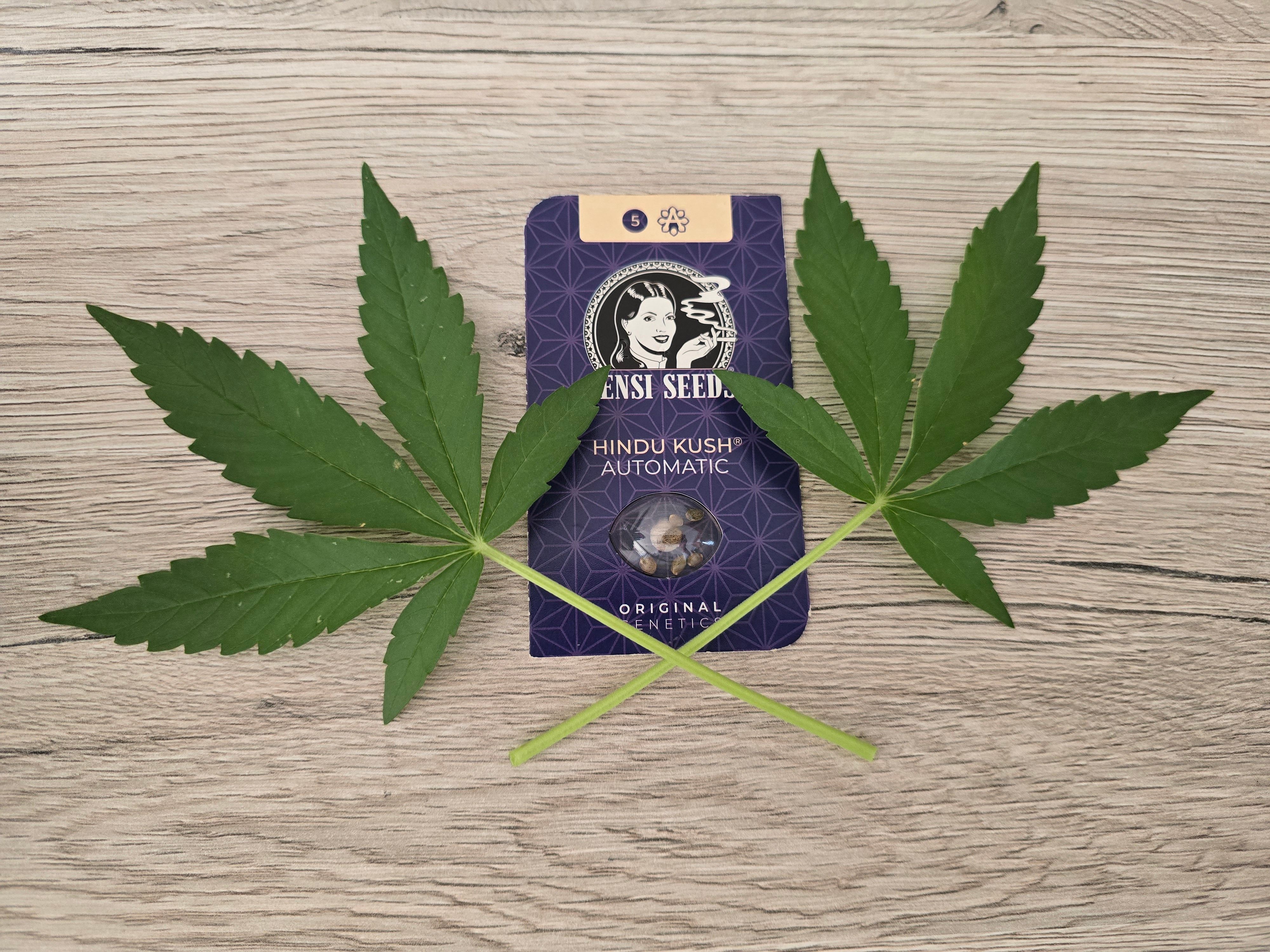 Grow No°1 - Hindu Kush growlog header