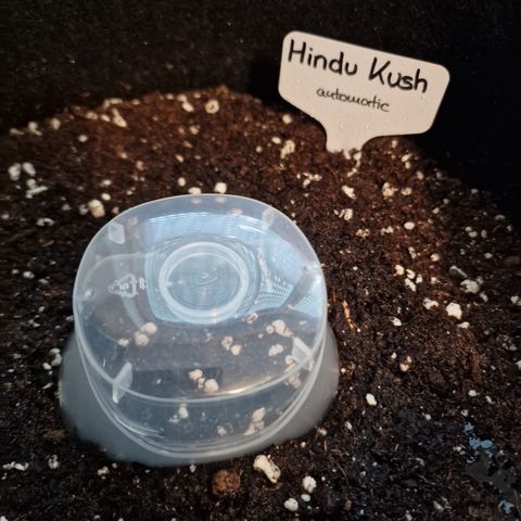 Grow No°1 - Hindu Kush growlog photo