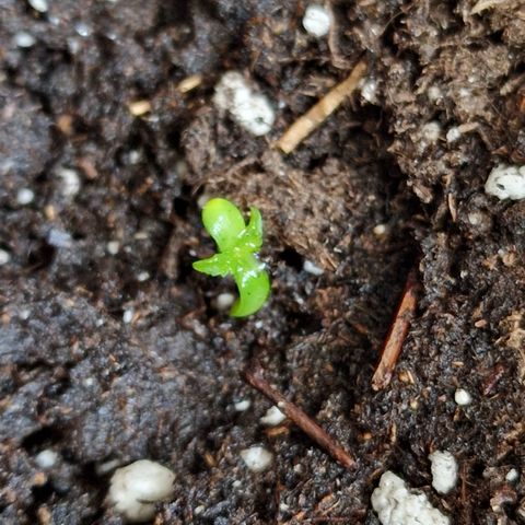 Grow No°1 - Hindu Kush growlog timeline photo