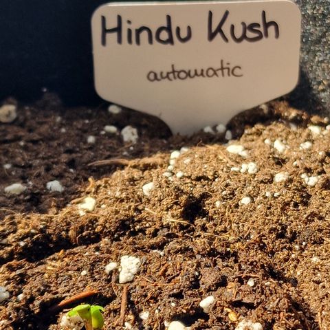 Grow No°1 - Hindu Kush growlog timeline photo