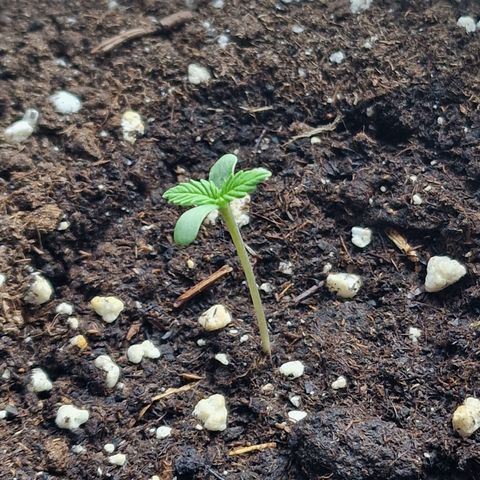 Grow No°1 - Hindu Kush growlog timeline photo