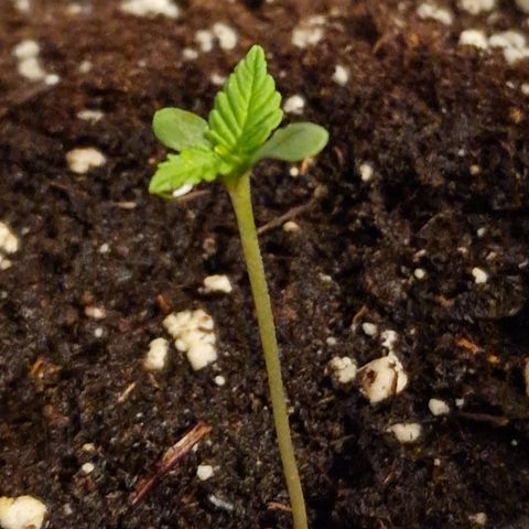 Grow No°1 - Hindu Kush growlog timeline photo