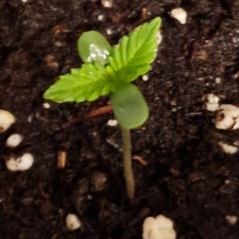 Grow No°1 - Hindu Kush growlog timeline photo