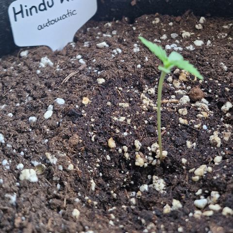Grow No°1 - Hindu Kush growlog timeline photo