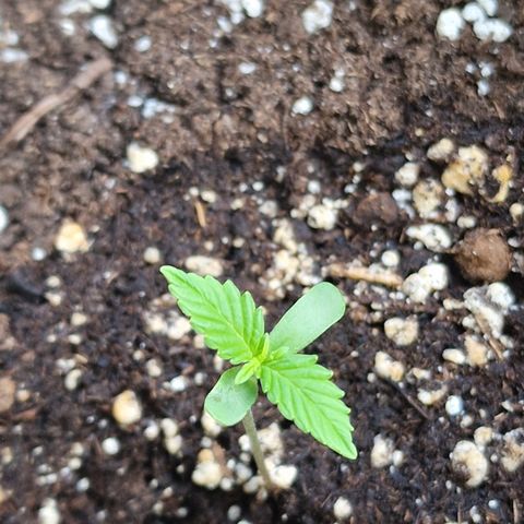 Grow No°1 - Hindu Kush growlog timeline photo