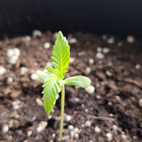 Grow No°1 - Hindu Kush growlog timeline photo