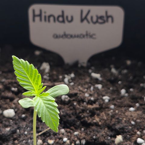 Grow No°1 - Hindu Kush growlog timeline photo