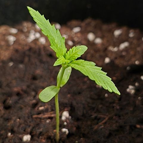 Grow No°1 - Hindu Kush growlog timeline photo