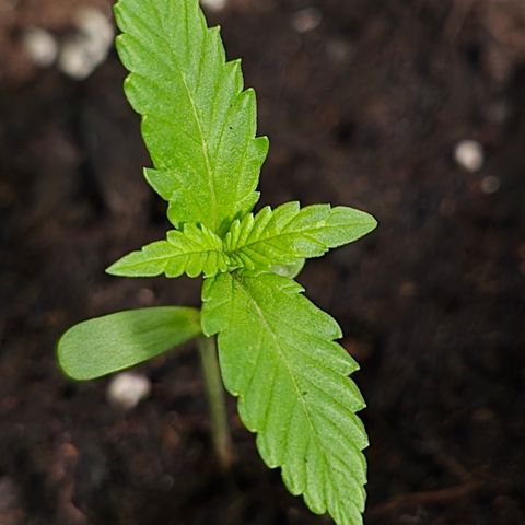 Grow No°1 - Hindu Kush growlog timeline photo