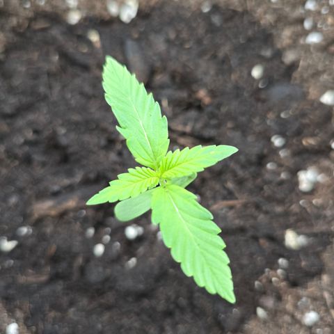 Grow No°1 - Hindu Kush growlog timeline photo