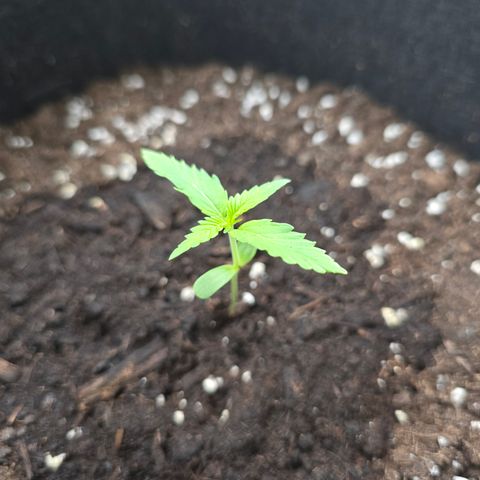 Grow No°1 - Hindu Kush growlog timeline photo